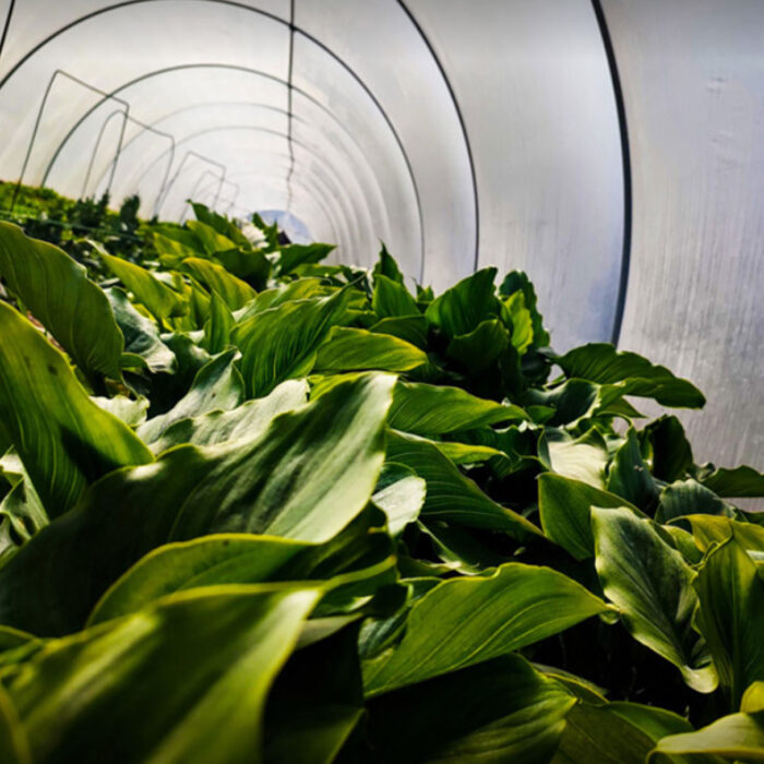 zantedeschia-ethiopica-3-5-lt