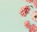 flowers-banner-medium-bottom
